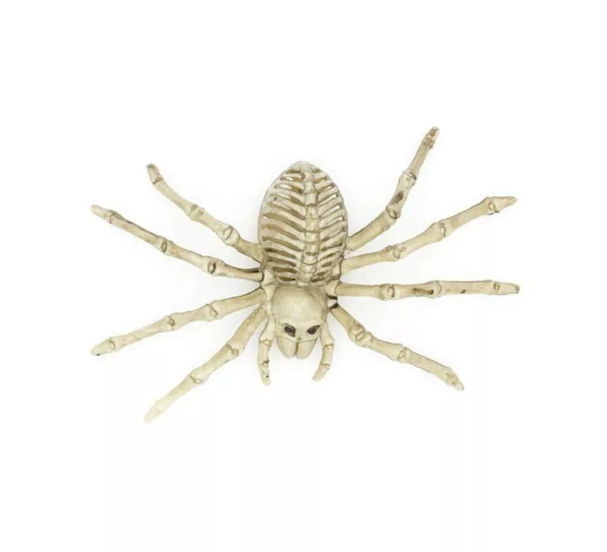 Translation missing: it.Esqueleto de Tarántula beige